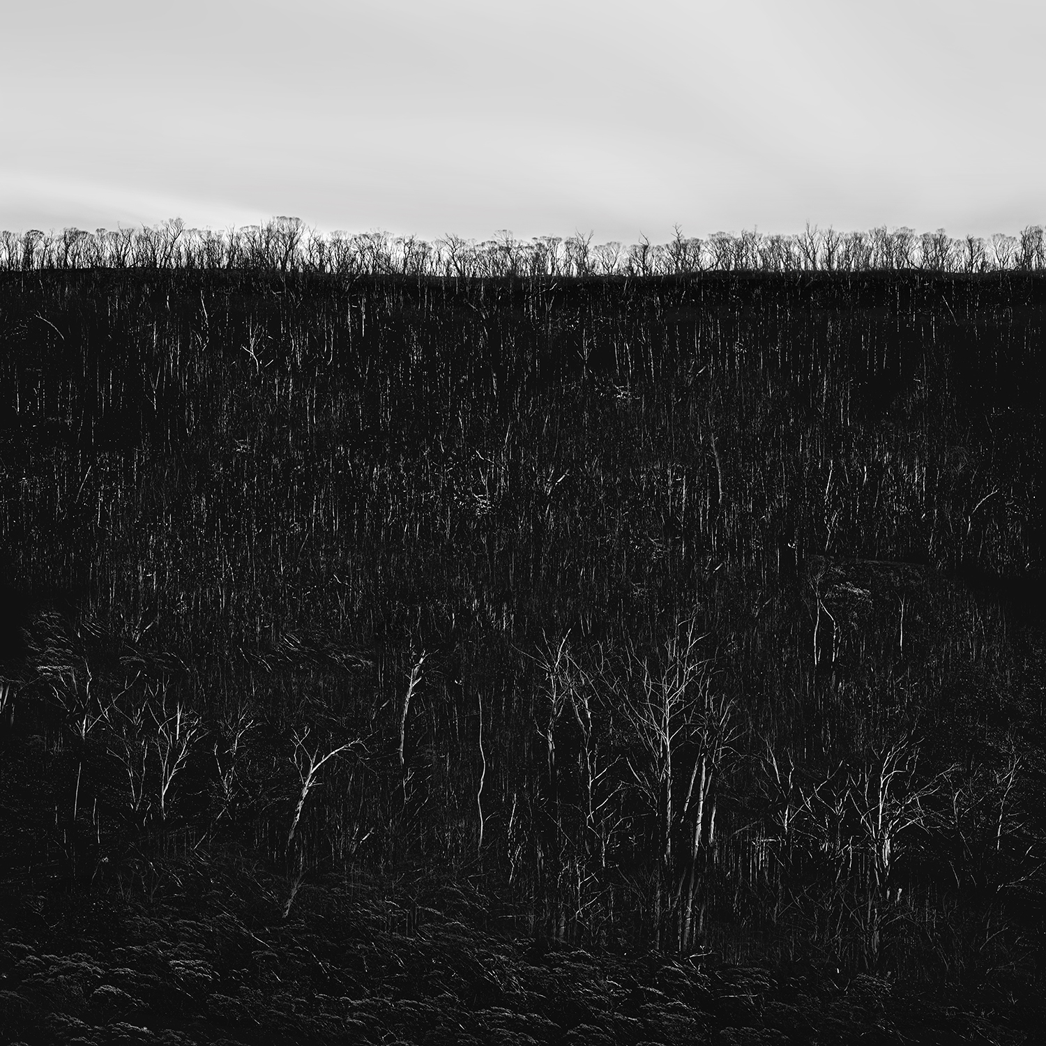 Burnt Landscape 1
